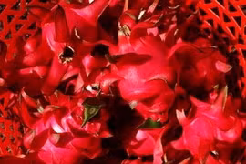 红肉火龙果