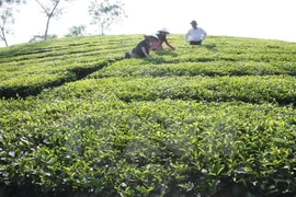 茶叶种植