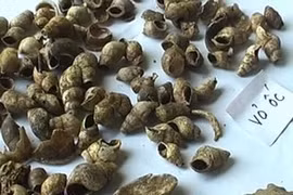 史前人类的一些遗物