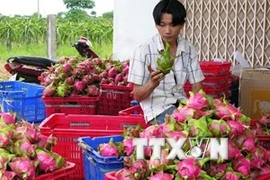 越南是新西兰火龙果唯一出口国