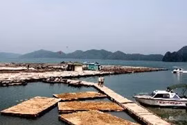 越南广宁省注重树立发展“云屯岛县石桃”品牌 