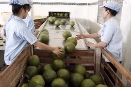 越南青皮柚子