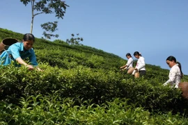 巴基斯坦——越南最大茶叶出口市场