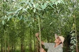 越南注重提高林业产品质量