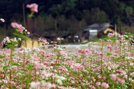 荞麦花于十月和十一月盛开。（图片来源：越南《人民报网》）