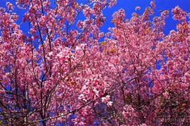 充满魅力的樱桃梅花吸引住大叻游客（图片来源：vnexpress.net）