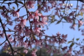 第一次大叻樱花节将于明年1月中旬举行