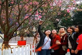 众多参观者前来欣赏色彩缤纷的樱花。（图片来源：人民报网）