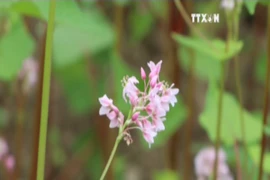 越南河江省荞麦花盛开 美景惹得游客醉