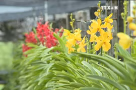 高科技农业——胡志明市新发展方向