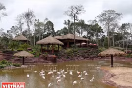 鸿鹤保存地区（图片来源：越南画报）