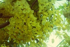 阿勃勒带有阳光色，每逢盛开就像春节挂上的灯笼。当微风吹过、花串随风“跳舞”。春初路过满路盛开金黄色的阿勃勒，过路人不禁驻足，入迷瞻仰其魅力（图片来源：baophapluat.vn）