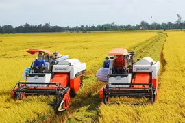 越南大米出口前景广阔 