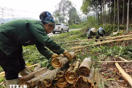 越南有机肉桂出口前景十分明朗
