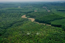 越南加快改善森林和可持续利用土地的进程 