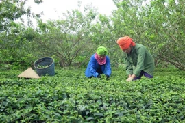 世行：过去10年越南消除贫困的速度令人印象深刻