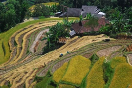如诗如画的河江省黄树腓梯田美景（组图）