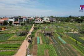 会安茶桂蔬菜村——2024年“世界最佳旅游乡村”