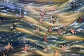 1001只陶瓷海龟展：保护海龟 你我同行