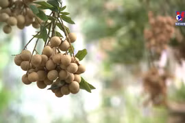 越南今年水果和蔬菜出口额目标达70亿美元