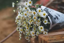 组图：雏菊花盛开季节让人陶醉不已