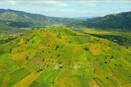 组图：肿柄菊节——嘉莱省诸登亚火山一片金色花海