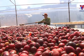 越南咖啡出口位居世界第二