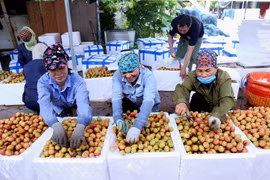 组图：海阳省清河县早熟荔枝果园进入收获期