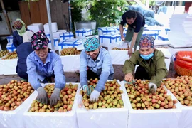 组图：海阳省清河县早熟荔枝果园进入收获期