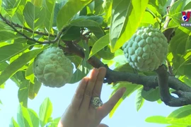 北江省有机番荔枝种植模式带来经济高效益