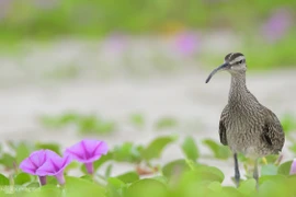 组图：山茶半岛--岘港市犹如仙境般的秀丽风光