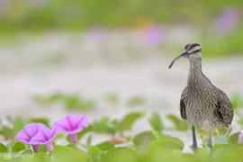 组图：山茶半岛--岘港市犹如仙境般的秀丽风光