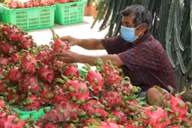 中国继续进口越南火龙果