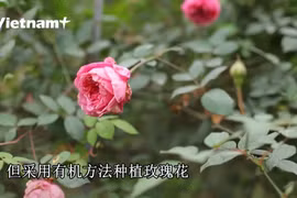 越南首个荣获国际认证的有机玫瑰花园