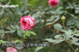 越南首个荣获国际认证的有机玫瑰花园