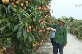 海阳省努力将荔枝品牌推向世界