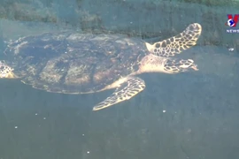 宁顺省主山生物圈保护区努力保护珍稀海龟