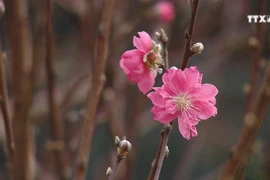 日新桃花盛开 给河内街道添加年味