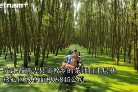 茶师白千层林—南部以西地区之“绿肺”