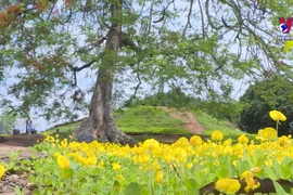 奠边府遗迹区——五月份红色旅游必选之地