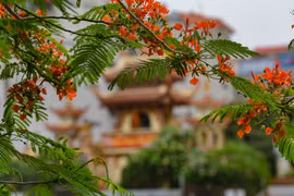 组图：凤凰花竞相怒放 “点燃”首都河内多条街道
