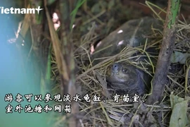 探索设在菊芳国家公园的珍稀龟类之家