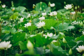 组图：赴河内郊区欣赏清纯唯美的白色荷花池