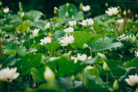 组图：赴河内郊区欣赏清纯唯美的白色荷花池