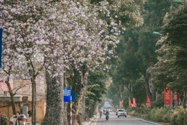 组图：西北地区独特花种——羊蹄甲花在河内盛开