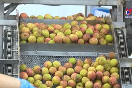 北江省采用新加工贮藏技术 力争提高输日荔枝质量