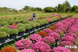 同塔省年花种植面积超100公顷。图自越通社