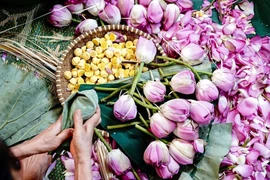 西湖莲花茶——首都河内人的文化精髓