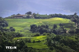 和平省乐山县沔隊乡美景梯田层层叠叠美不胜收