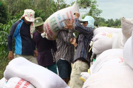 九龙江平原保障国家粮食安全